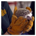 Hedgehog-1.jpg