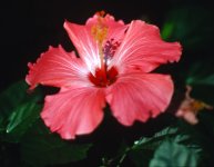 Hibiscus-f2.jpg