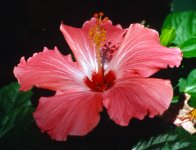 Hibiscus-f5.6.jpg