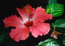 Hibiscus- f16.jpg