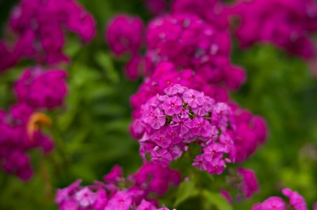 Flowers01 copy.jpg