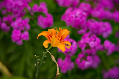 Flowers02 copy.jpg