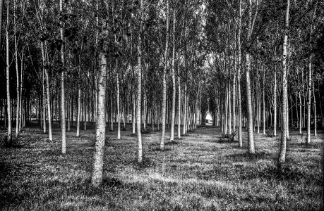 Trees24.jpeg
