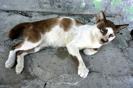 2024_07_08 _135 Surabaya Kalisari surreal cat.jpg 2024_07_08 _135 Surabaya Kalisari surreal cat.jpg