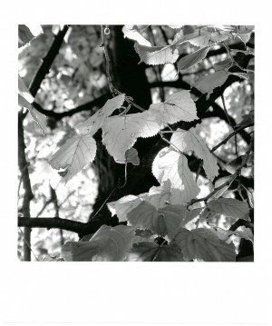 PICT7516-polrd.JPG