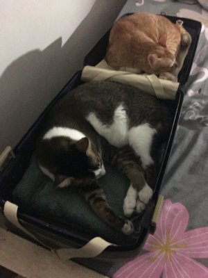 2023_03_03 Ozi and Yao in my suitcase.JPG 2023_03_03 Ozi and Yao in my suitcase.JPG