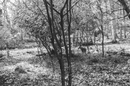 2021-11-04 Stage Canon L1 Canon 35-28 PAN F 269450017.jpg 2021-11-04 Stage Canon L1 Canon 35-28 PAN F 269450017.jpg