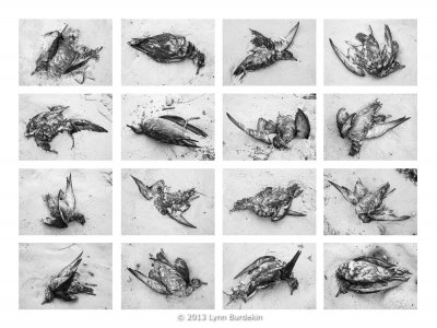 deadbirdsDY-1-1400-RFF.jpg deadbirdsDY-1-1400-RFF.jpg