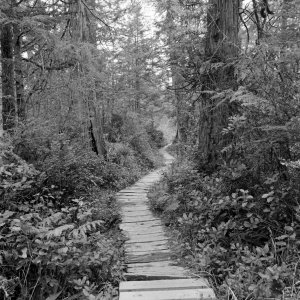 path.jpg
