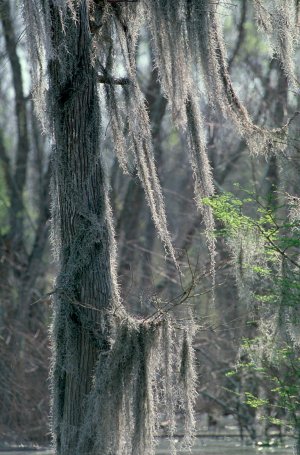 Atchafalaya1.jpg Atchafalaya1.jpg