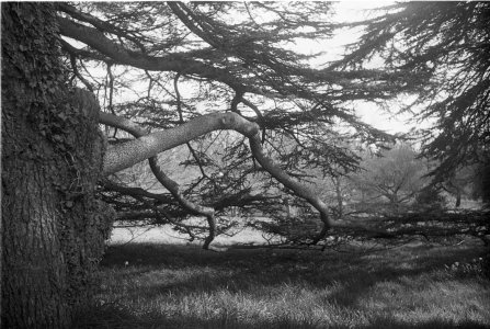 LeicaIf-Roll3-Foma400 (11) - FINAL EDIT.jpg LeicaIf-Roll3-Foma400 (11) - FINAL EDIT.jpg