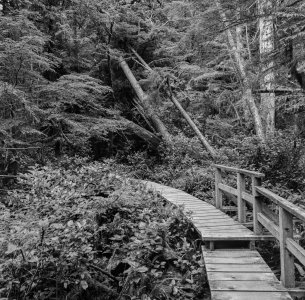 tofino_boardwalk_compressed.jpg