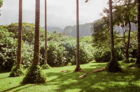 garden_trees.jpg