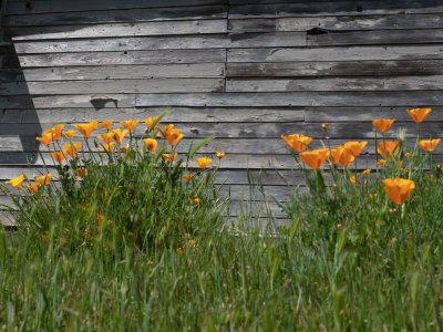 20190503 DSCF1035 Poppies agains Old Wood.jpg