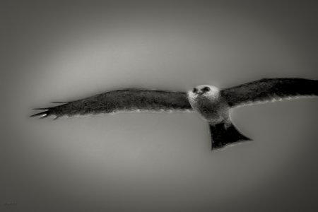 _8130010-1-1-Enhanced-3.jpg