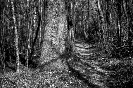 Tree24-2.jpg
