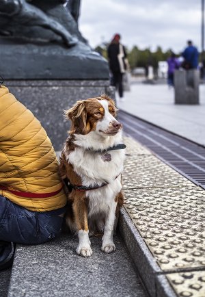 Doggy20-2.jpg
