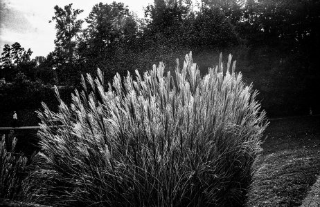Grass24.jpeg Grass24.jpeg