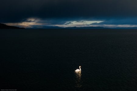 Swan & Weather © Paul Kay 2024.jpg