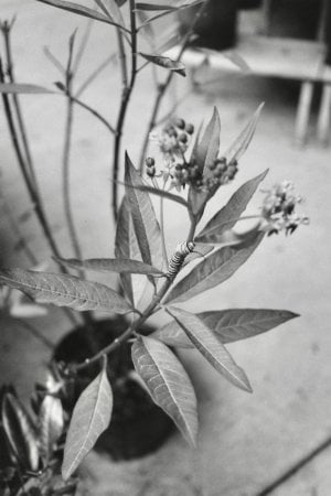 IMG_5617.jpeg