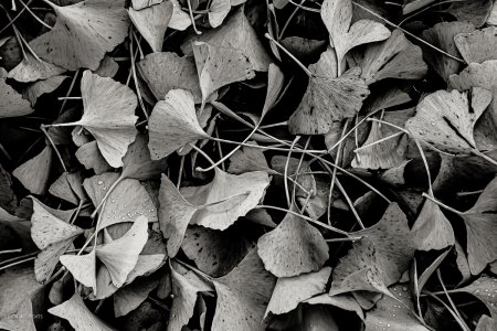 Z51_0030-4.jpg