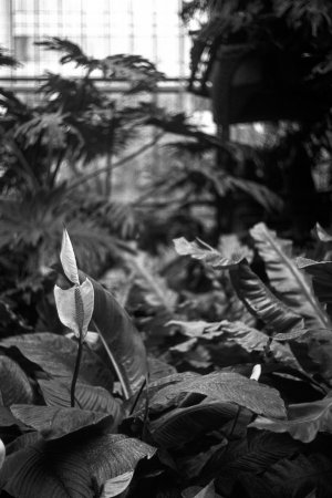 Leica IIIg - Roll 45 - Pan F - Rodinal (19) - FINAL EDIT.jpg Leica IIIg - Roll 45 - Pan F - Rodinal (19) - FINAL EDIT.jpg