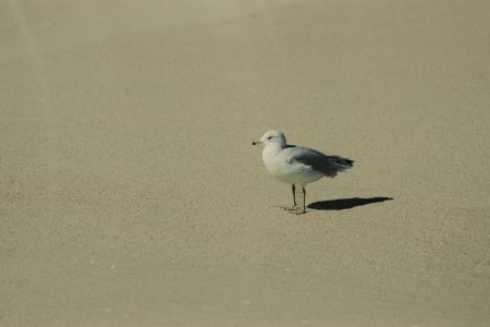 Pt Pleasant - Nikon FA 135mm - Vision3 250D-35S.jpg