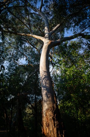 Eucalypt early by the river.jpg Eucalypt early by the river.jpg