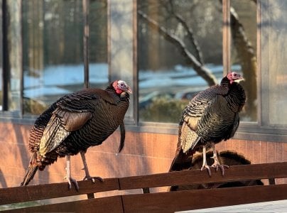 IMG_5558.jpeg