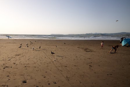 Birds and Kids.jpg