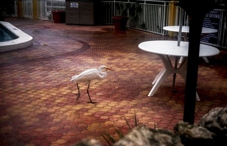 Egret2-24.jpg