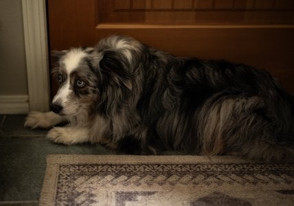 Bocifer at the Door.jpg