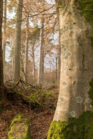 Merkland © Paul Kay 2025.jpg