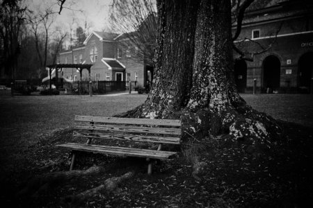 Park Bench - Dec 2024 - Arlington - Neopan SS.jpg