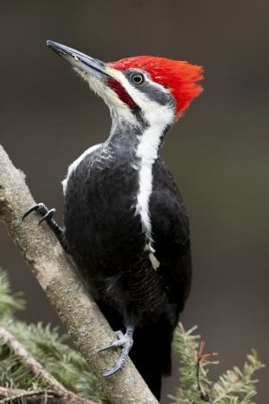 Pileated.jpg