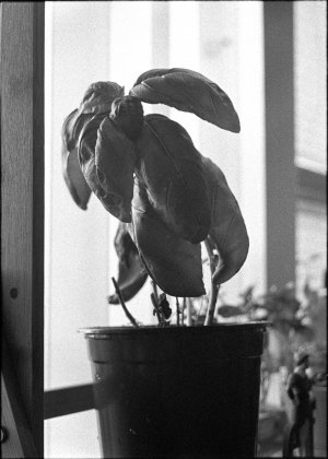 PENFK400TMAX14 (10).jpg