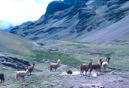 Llamas, Bolivia.jpg