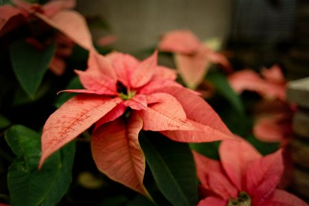 Belle Isle Conservatory - Detroit - Nikon FA - 28mm f2 - Vision3 50D-2.jpg