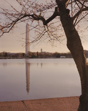 Cherry Blossoms - Contax G1 - 45mm f2 - Kodak 5207-4 - small.jpg Cherry Blossoms - Contax G1 - 45mm f2 - Kodak 5207-4 - small.jpg