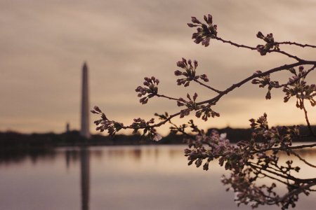 Cherry Blossoms - Contax G1 - 45mm f2 - Kodak 5207-5 - small.jpg Cherry Blossoms - Contax G1 - 45mm f2 - Kodak 5207-5 - small.jpg