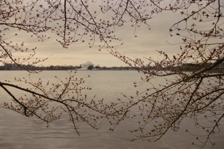 Cherry Blossoms - Nikon FA - 28mm f2 - Kodak 5203-2 - small.jpg Cherry Blossoms - Nikon FA - 28mm f2 - Kodak 5203-2 - small.jpg