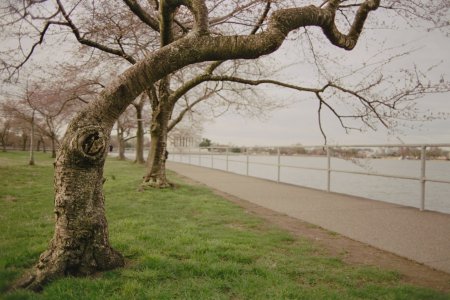 Cherry Blossoms - Nikon FA - 28mm f2 - Kodak 5203-3 - small.jpg Cherry Blossoms - Nikon FA - 28mm f2 - Kodak 5203-3 - small.jpg