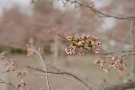 Cherry Blossoms - Nikon FA - 28mm f2 - Kodak 5203-6 - small.jpg Cherry Blossoms - Nikon FA - 28mm f2 - Kodak 5203-6 - small.jpg