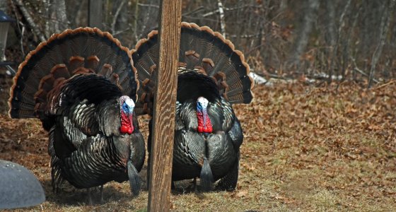 Two toms, D7200 copy 2.jpeg