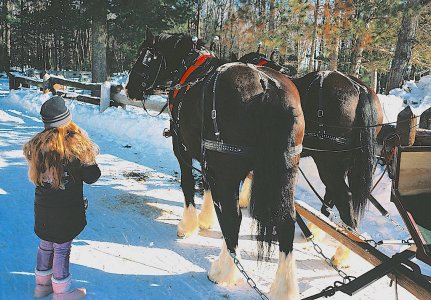 Klondike team and sleigh2 copy.jpeg