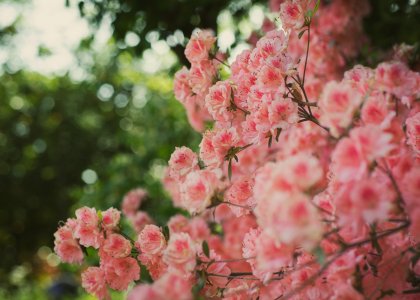 Rhododendrons - Nikon D800 - 60mm f2pt8 small.jpg