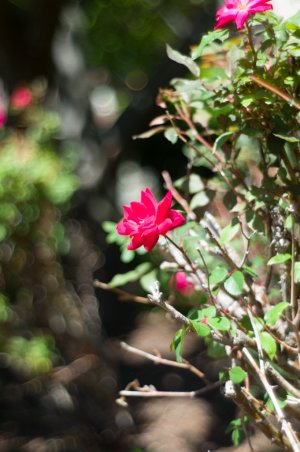 L1028408.jpg