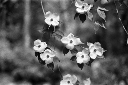 Flowers - Archbold Glover - Contax G1 - 45mm f2 - Neopan SS.jpg