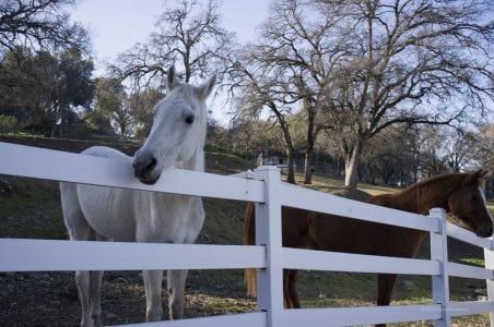 20111227 Horses DSF0391.jpg