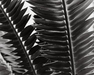 USBG Fern 1 - May 2025 - RZ67 - 110mm f2pt8 - Tmax 100 - Rodinal 1-50.jpg USBG Fern 1 - May 2025 - RZ67 - 110mm f2pt8 - Tmax 100 - Rodinal 1-50.jpg